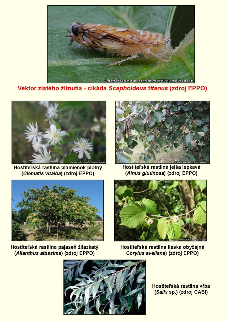 Opatrenia 2